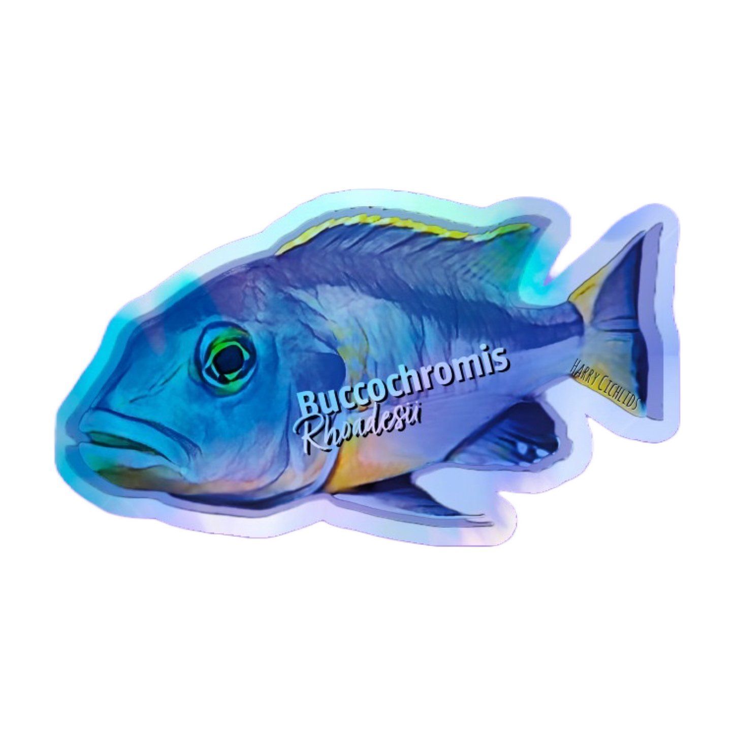 Buccochromis Rhoadesii - Sticker Exclusivo Holográfico 9x5.9cm